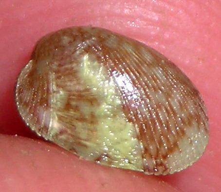 Modiolarca subpicta?